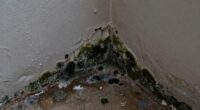 identify mold mildew musty