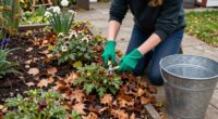 Do This To Your Spring-Blooming Perennials In October & Thank Yourself Later
